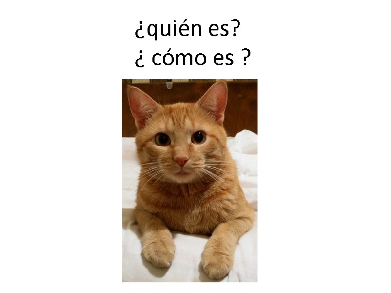 ¿quién es? ¿ cómo es ?